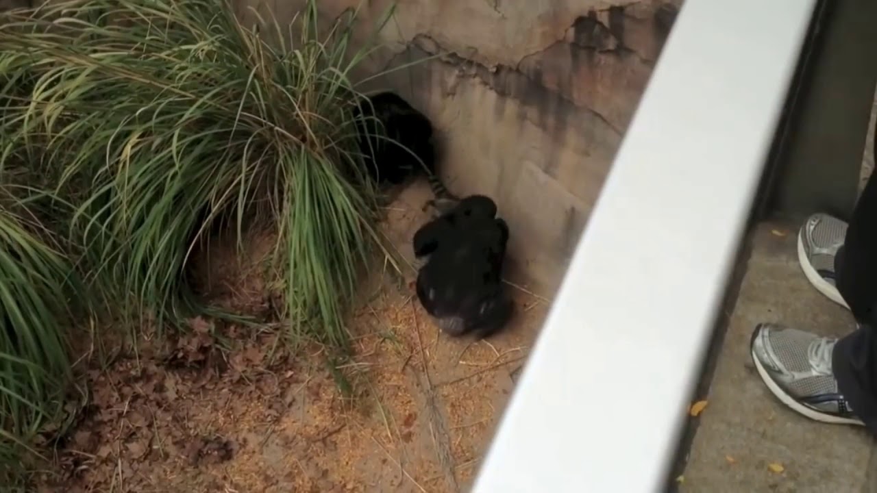 Начало битвы