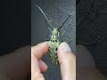 シロスジカミキリムシ55㎜ 鳴き声#shorts