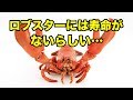 【衝撃】ロブスターは「不老不死」だった?!驚愕の事実がこちらw