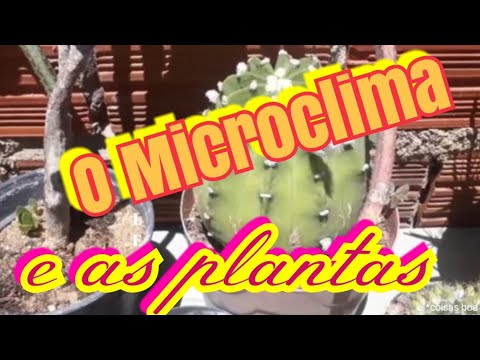 Vídeo: Você pode fazer um microclima?