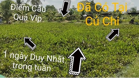 Câu Cá Rô Đồng. Trê Vàng .Hiện Tại Duy Nhất Ở Củ Chi @tranchungcuchi