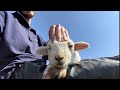 Cute lamb enjoying head massage