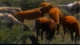 Windwalker (the movie)