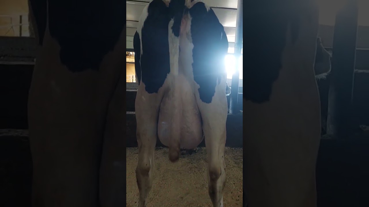 TOYIR ZOYIR FERMASI. 1.086.000mln (1 milyard 86mlnga ) 36 ta Sigir Baraka.☎️998724141 DAXSHAT