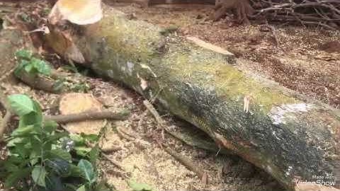 2anh em đi cát cay mit cát kết ket xe cay trong ray ca fe