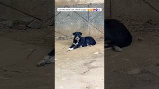 See this little cute charm puppy 😍🥰❤️🧿 #trending #funny #shorts #viral #fyp