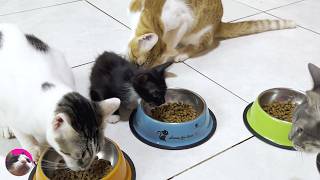 No Fear! Kitten Nene Crashes Mealtime Like She Owns the Place