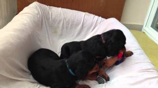 Day 46 - Aragorn Khal Amalia