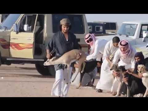 فيديو: كيفية تدريب لسباقات الكلب وينر