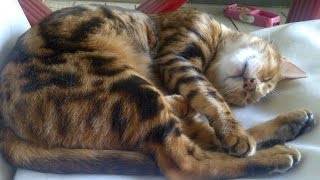 A Lazy Afternoon with Loki the Bengal Boy by cute adoptable cat and dog videos 147 views 9 years ago 1 minute, 32 seconds