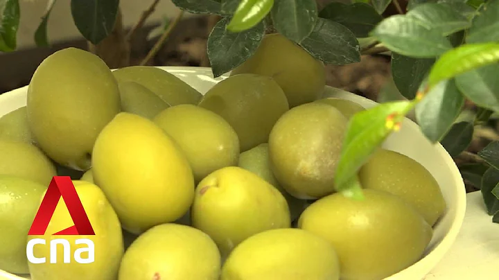 Deadly bacteria has killed more than 21 million olive trees in southern Italy