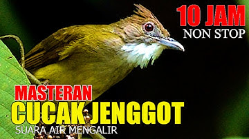 MASTERAN CUCAK JENGGOT DURASI 10 JAM, CEPAT MASUK KEBURUNG KACER, MURAI BATU, CUCAK IJO