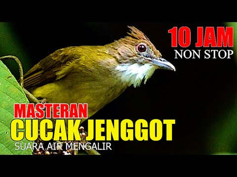 KOMBINASI MASTERAN KAPAS TEMBAK - CUCAK JENGGOT - CUCAK CUNGKOK - CILILIN