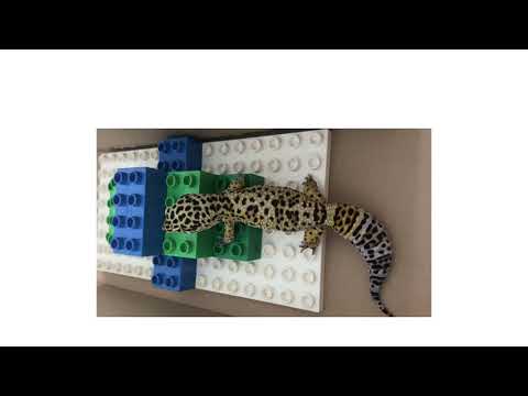 Pet Playground-MatteoS