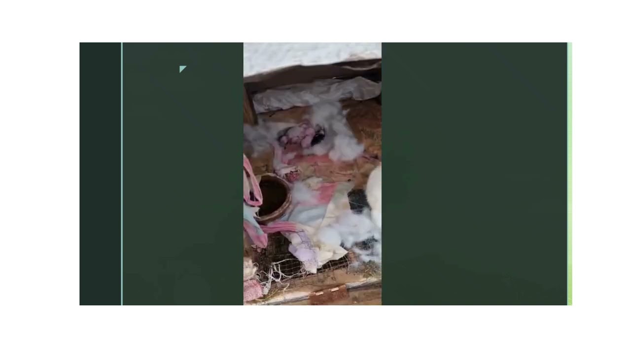 Sustainable Rabbit Farming at The Green Village Villa