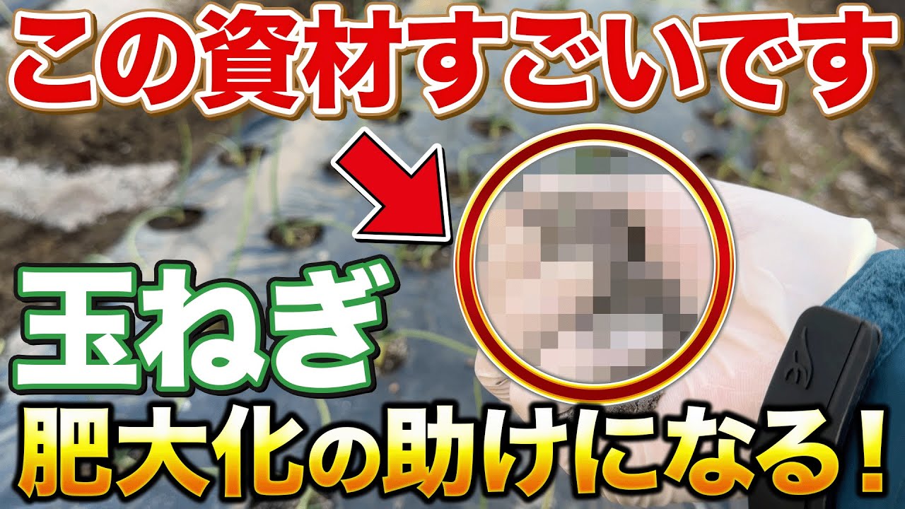 【1月はこれ！】玉ねぎ栽培で大きくなる助けになるスーパー資材について