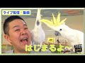 【2020.07.14】ライブ配信「UVライトについて」ハッピーインコ＆はがひでき