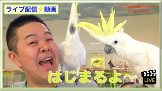 【2020.07.14】ライブ配信「UVライトについて」ハッピーインコ＆はがひでき
