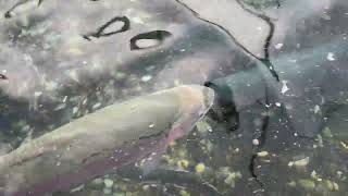 Besuch Bei Der Rubigenhof Fischzucht