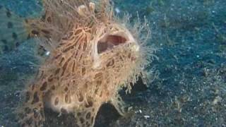 The Insatiable Hairy Frogfish