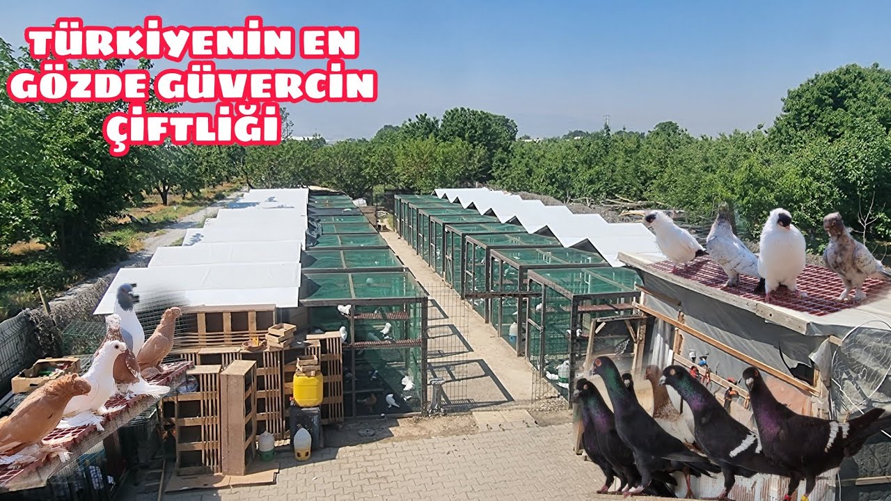 FERHAT ÖZTÜRK KÜMESLERİNİ TEK TEK GEZDİK 20 KÜMES DOLUSU GÜVERCİN BAKIN NELER VAR NELER 1.BÖLÜM