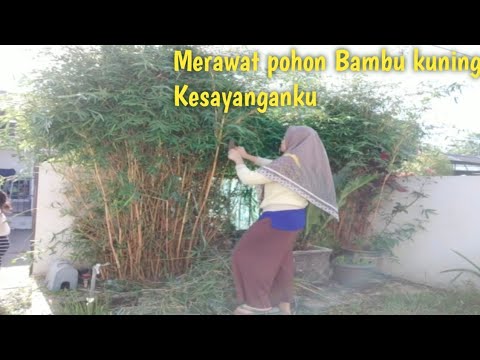 Pohon Bambu  kuning  kesayanganku Cara  Merawat  bambu  