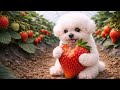 Strawberry Mukbang 🍓 Dog Eating Fresh Strawberriesいちご狩りモッパン🍓