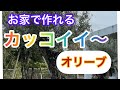 【オリーブ剪定】剪定の基本!伸びすぎたオリーブをどうやってカッコ良くするか