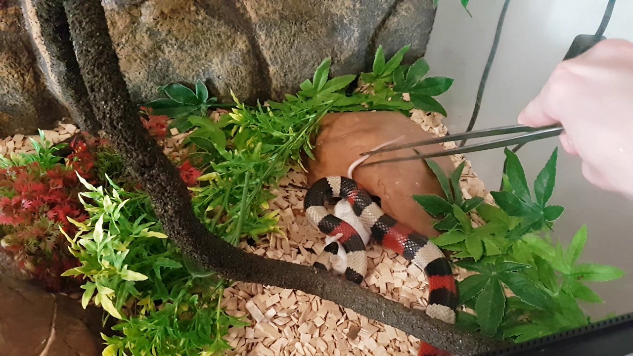 Un serpente in giardino: che fare? - Cose di Casa