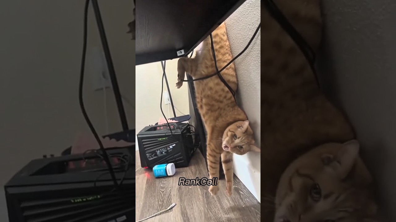 Funny Cat Moments Compilation 🙀 #cats #funnyanimals