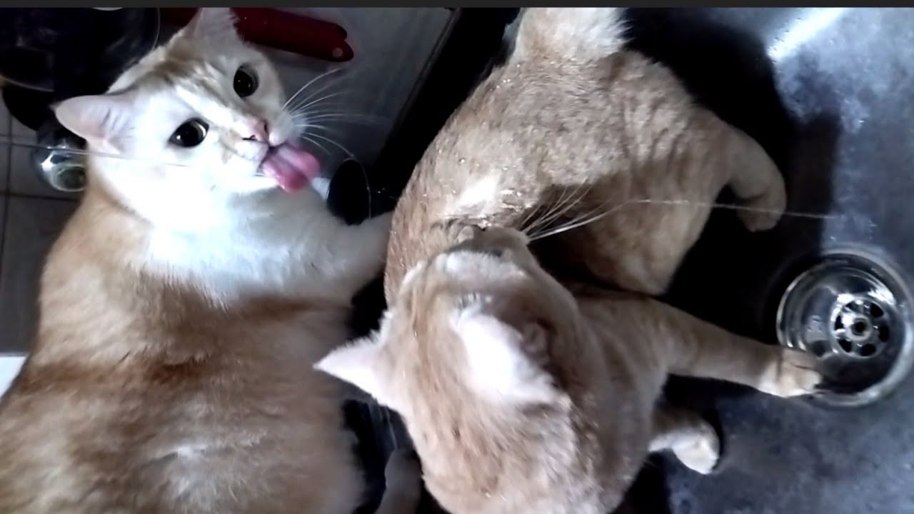 The Drunken Cats YouTube