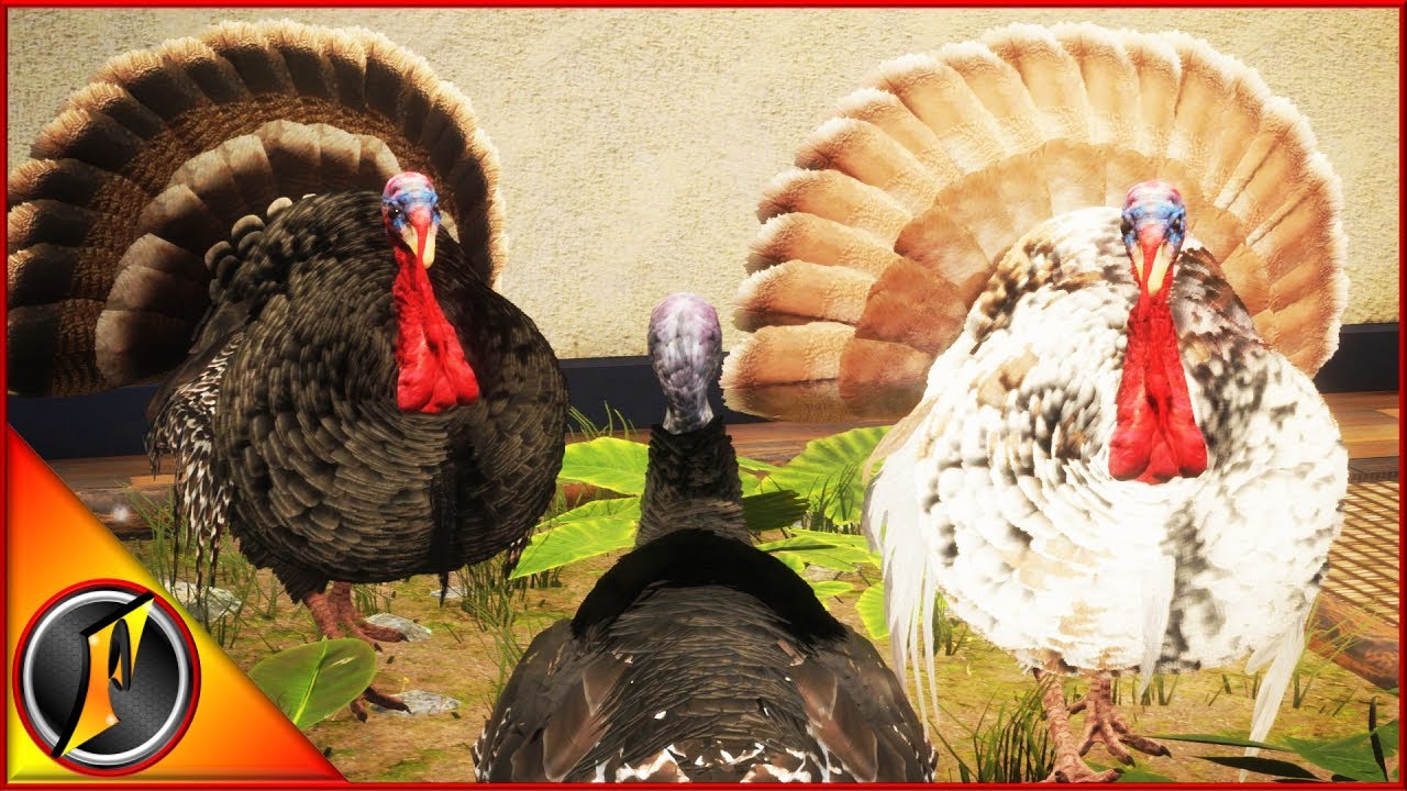 Охота на редкую индейку с ружьем!