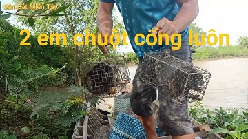 Bẫy chuột theo bờ sông dính chuột cống nhum khủng và bầy chuột cơm bự. Săn Bắt Miền Tây Phần 25