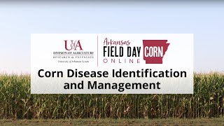 Corn Field Day Online - Managing Corn Diseases