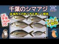 《アニメで解説：【シマアジ釣り】を解説》【千葉】のシマアジの【釣り方】をアニメで詳しく解説。大原沖、鴨川沖、館山沖の違いについても解説します。