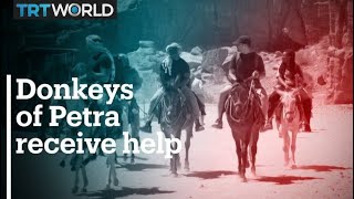 Petras Donkeys Receive Help During Jordans Halt In Tourism