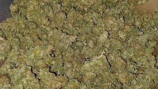 Ze Chem Bang final weight Terpyz Mutant Genetics medical marijuana grow