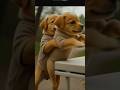 poor puppy ki help karo#trend#shorts#viral#🚀🚀😭😭#: