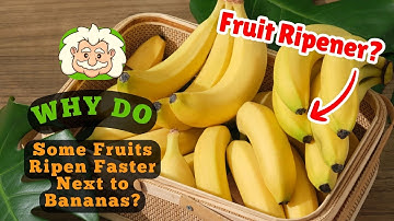 Why Do Some Fruits Ripen Faster Next to Bananas? The Science Behind How Fruits Talk