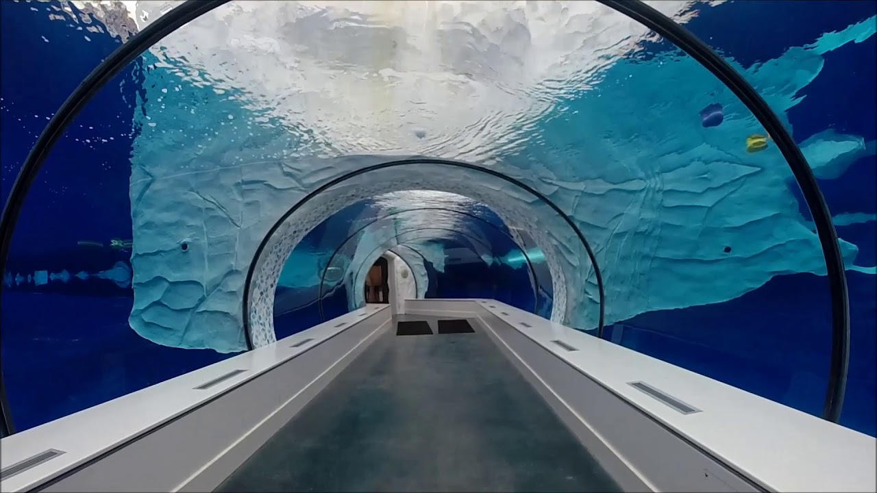 Detroit Zoo Seals, Arctic Ring of Life Exhibit & Frederick and Barbara