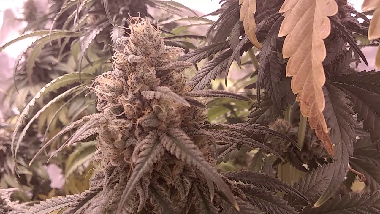 ORIGINAL GRAND DADDY PURPLE ORGANIC MARIJUANA GROW. WEEK 7