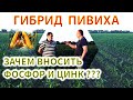 Вносим цинк и фосфор на ПИВИХУ | УДОБРЕНИЕ ДЛЯ УРОЖАЯ КУКУРУЗЫ