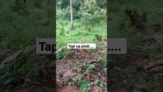 durian jatuh...! yang besarnya banyak di atas tapi #durian #kebunbuah #durianlokal #panendurian