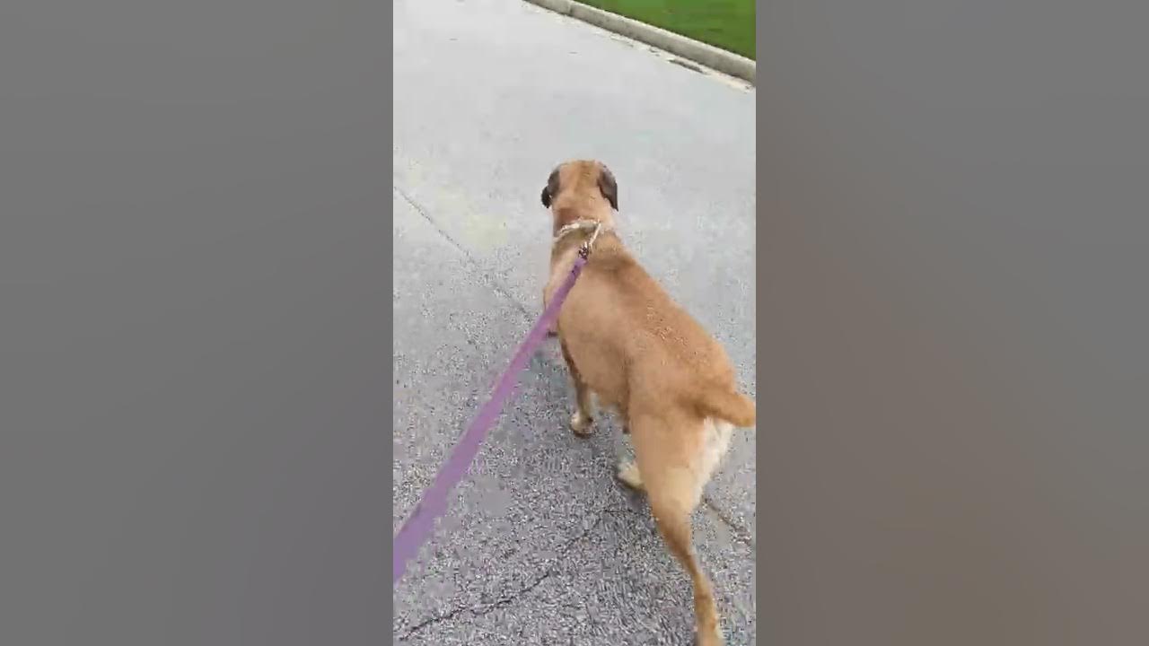 pregnant cane Corso YouTube