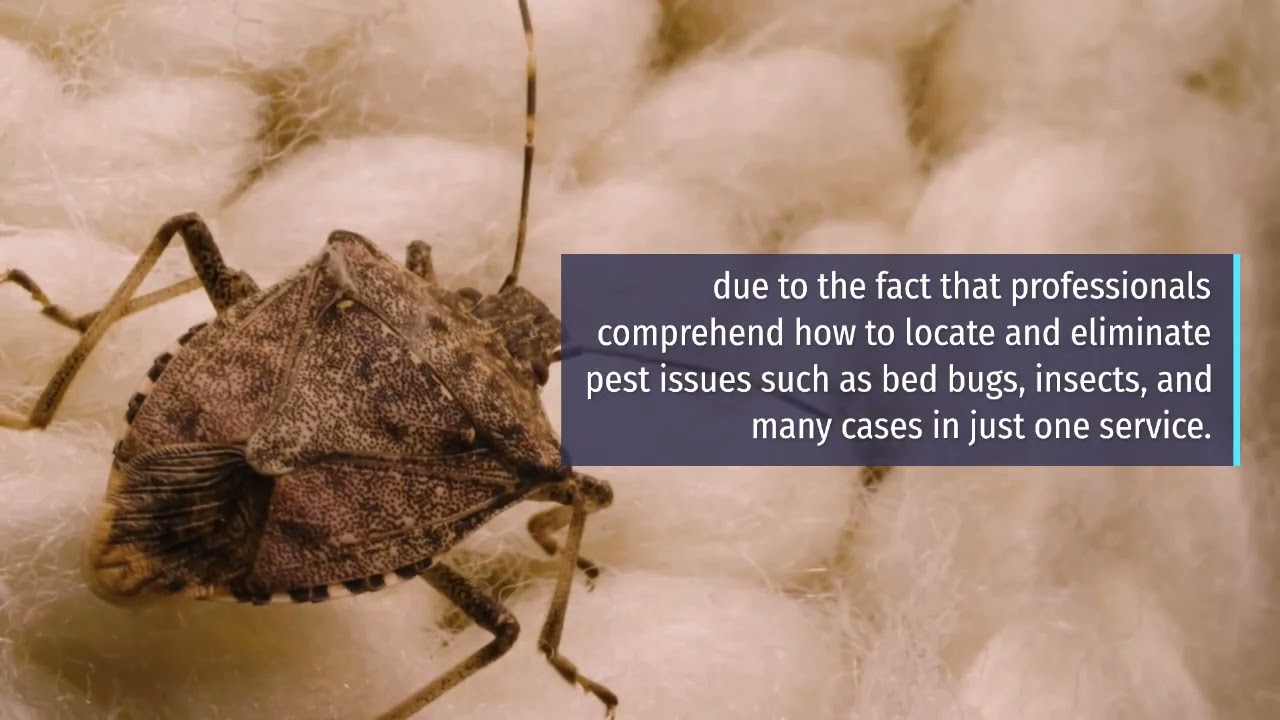 Pest Control Birmingham Alabama YouTube