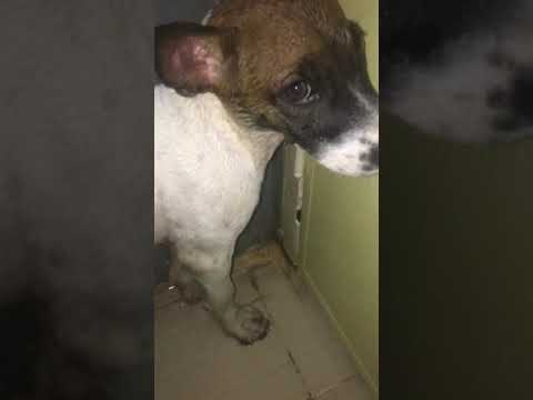 Anjing Nakal Kalo Di Marah Bikin Muka Kasian Youtube