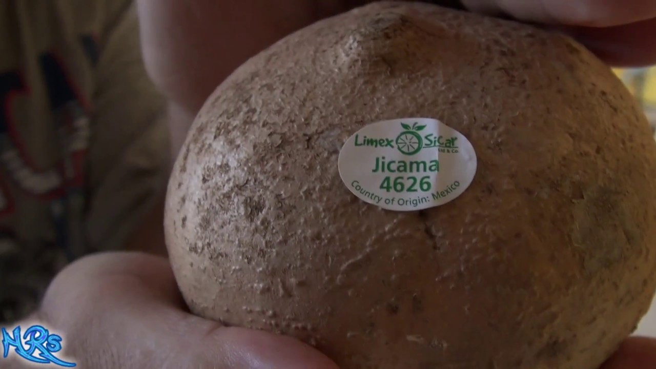 Jicama | Pachyrhizus erosus | Fruit review 