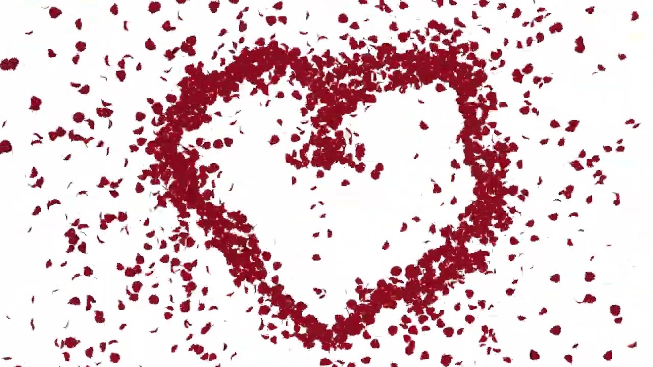 Rose Petals Love Shape Wedding frame Animation Green Screen And White Screen Video Effects