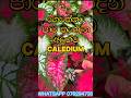 ගෙවත්ත හැඩකරන පාට පාට CALEDIUM ✨🪴 #caledium #garden #flowers