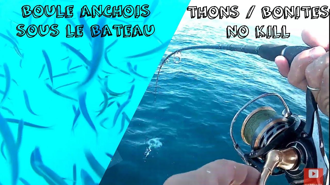 THONS, BONITES : Pêche en mer NoKill au vif et jig - leurre / tuna bonito sea fishing